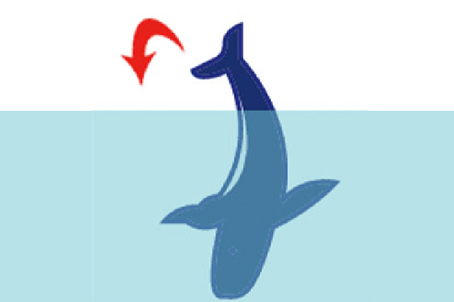 クジラの行動パターン