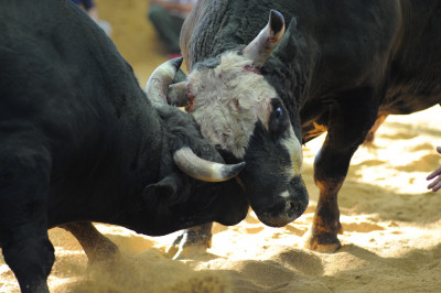 沖縄で闘牛観戦！うるま市で２つの「闘牛観光プラン」が登場