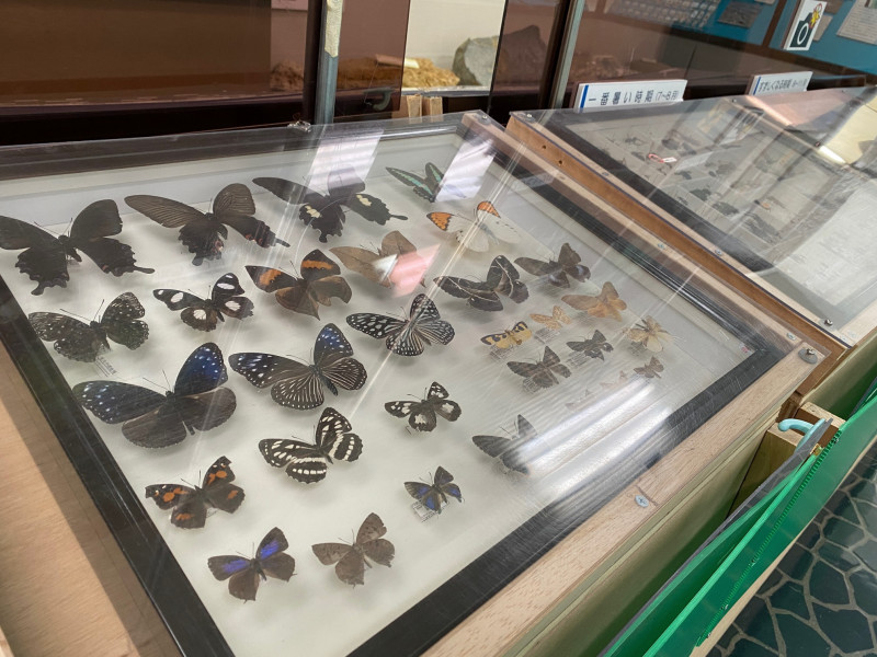 自然史展示室　昆虫