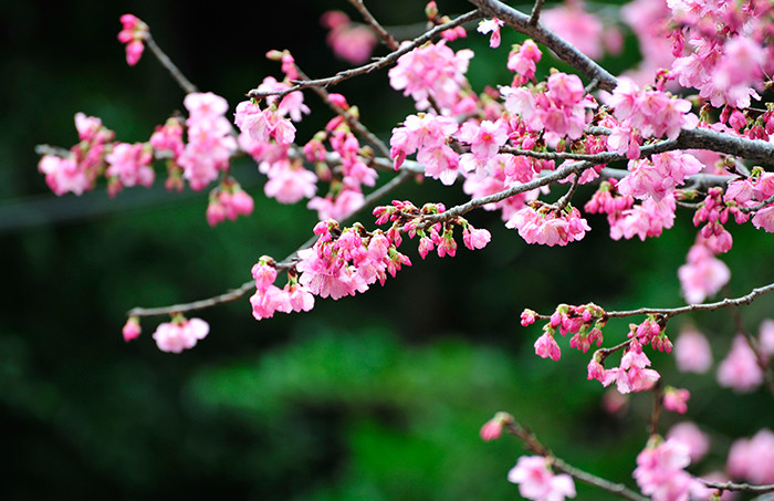 沖縄の桜まつり