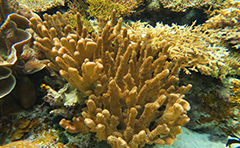 ヘラジカハナヤサイサンゴ