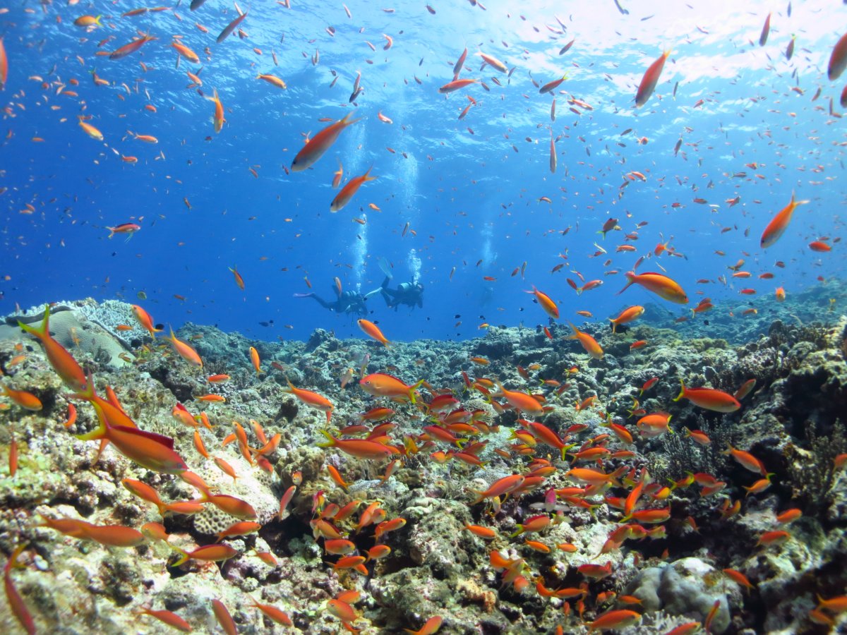 宮古島ブルーフォレスト 株式会社 海丸 情報一覧 沖縄で定番 おすすめの観光スポット 沖縄観光情報webサイト おきなわ物語