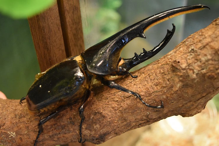 情報一覧 沖縄のイベント 沖縄観光情報webサイト おきなわ物語