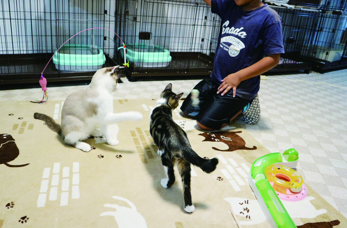 猫のおうちmike 情報一覧 沖縄で定番 おすすめの観光スポット 沖縄観光情報webサイト おきなわ物語
