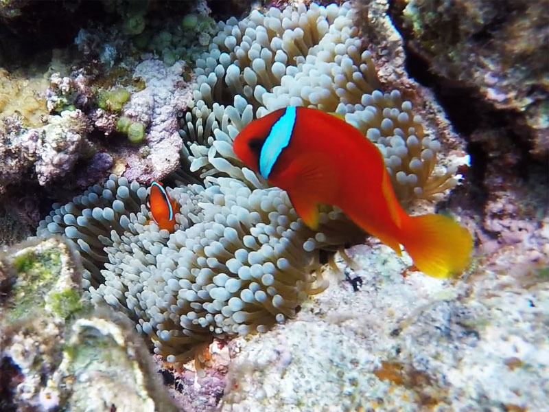 高速船orフェリーで行く 渡嘉敷島 阿波連ビーチ 日帰りツアー 情報一覧 沖縄で定番 おすすめの観光スポット 沖縄観光情報webサイト おきなわ物語