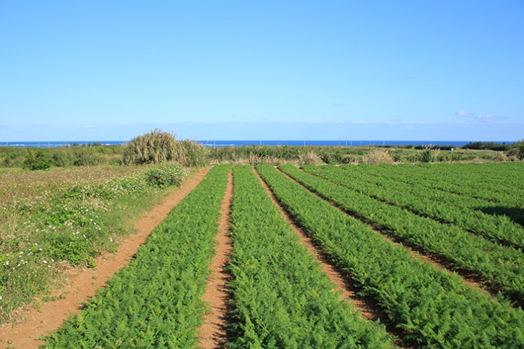 津堅島 情報一覧 沖縄で定番 おすすめの観光スポット 沖縄観光情報webサイト おきなわ物語