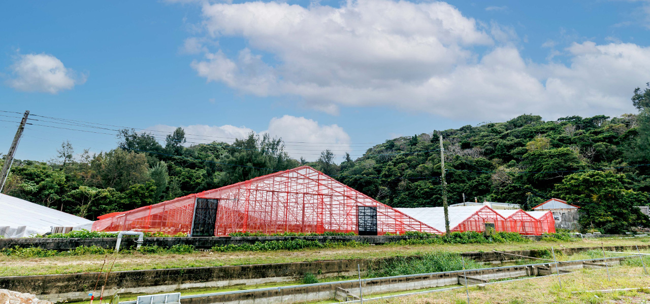 沖縄のお笑い芸人が農場長 今帰仁の豊かな自然から持続可能な社会を実践する。