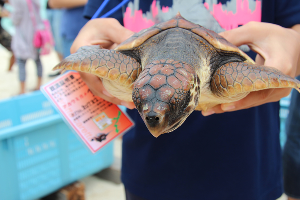 ウミガメ放流会in海洋博記念公園 マハエの沖縄ダイアリー