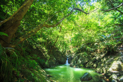 【速報】「奄美・沖縄」世界自然遺産の登録へ