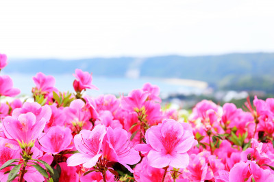 沖縄は冬でも花いっぱい！お花スポット情報｜2024年版