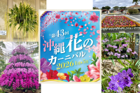沖縄は冬でも花いっぱい!お花イベント情報|2026年版