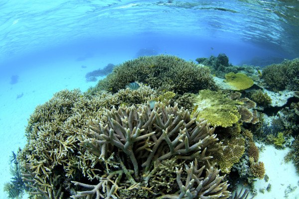 【3月5日はサンゴの日】沖縄のサンゴについてご紹介！