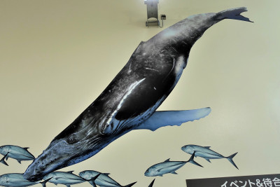 糸満市場「いとま～る」の壁面に大きなザトウクジラが出現！！