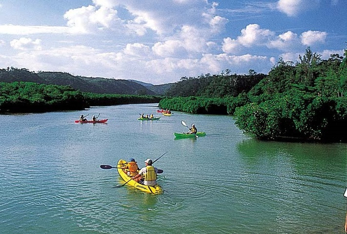 慶佐次湾のヒルギ林