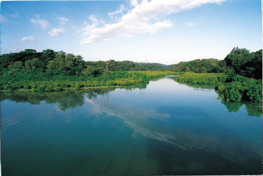 慶佐次湾のヒルギ林