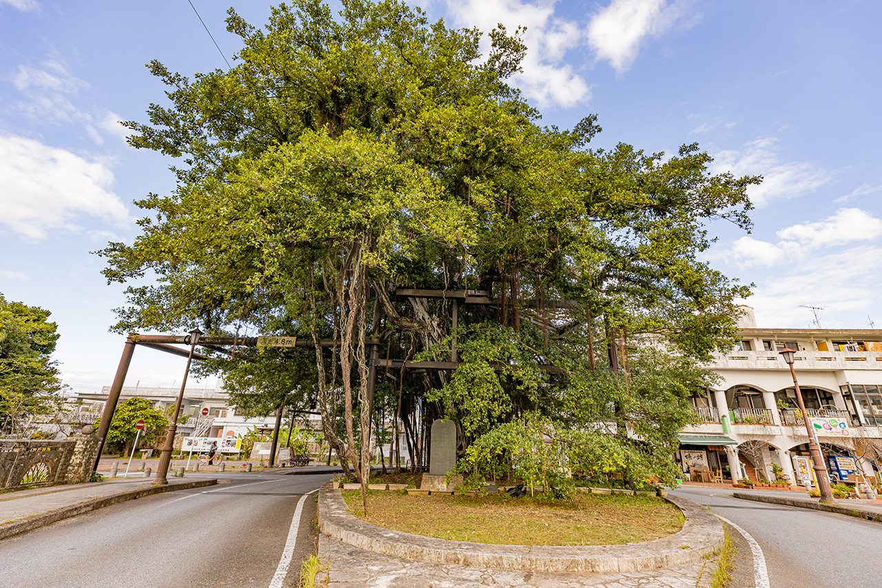 ひんぷんガジュマル