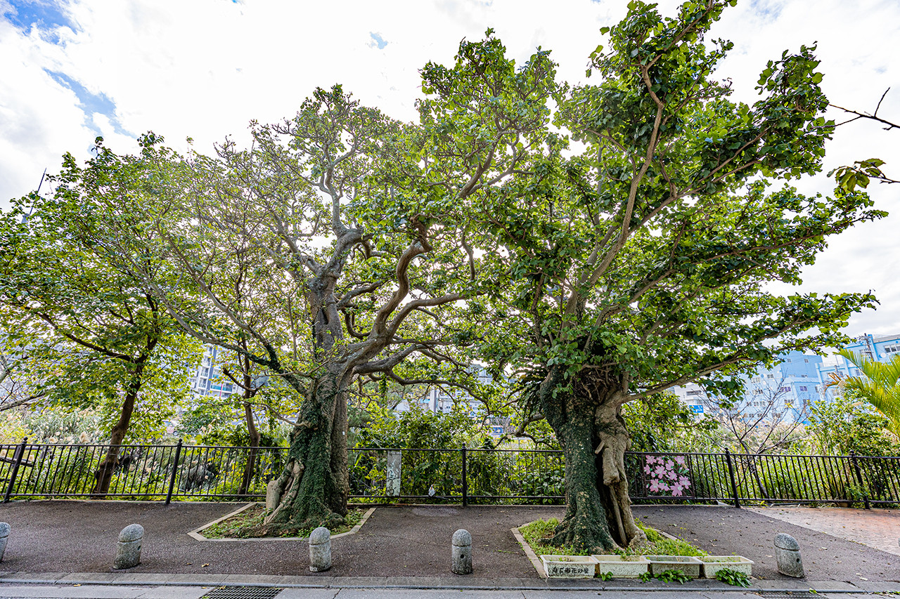 ひんぷんガジュマル