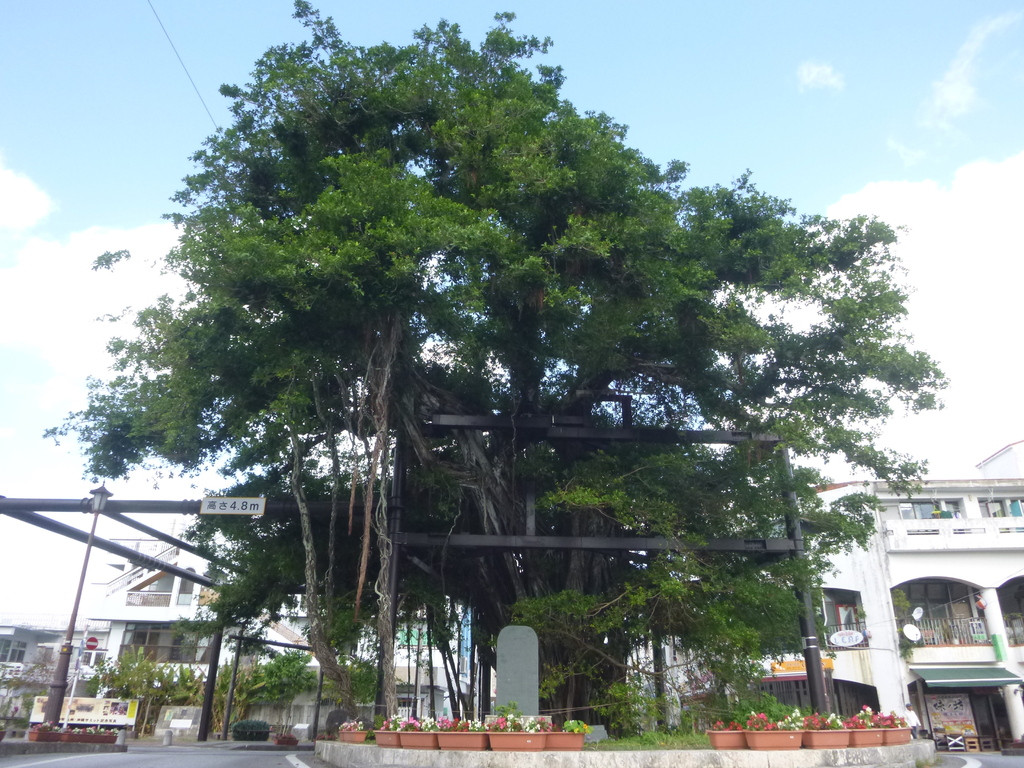 ひんぷんガジュマル