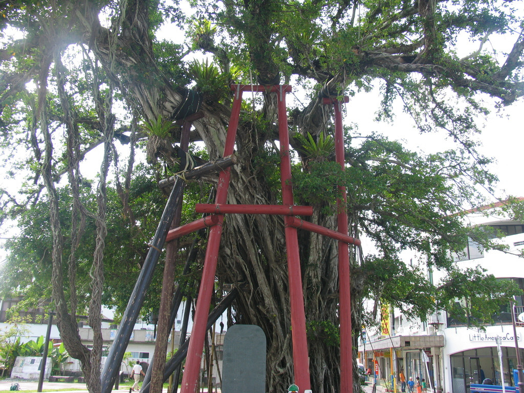 ひんぷんガジュマル