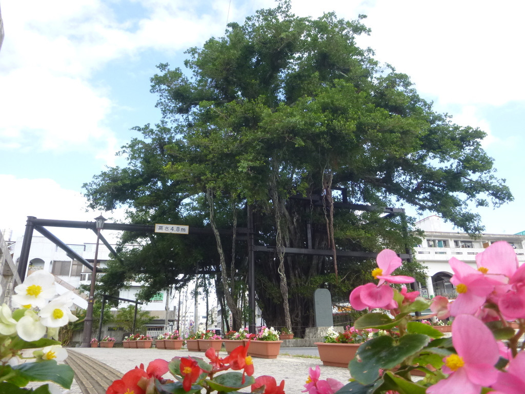 ひんぷんガジュマル