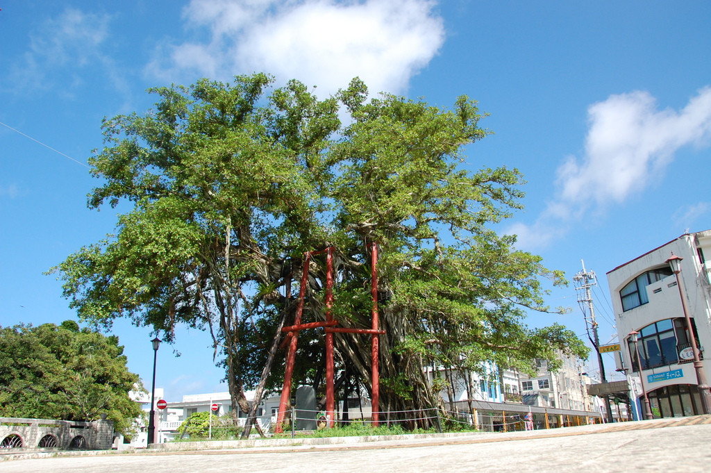 ひんぷんガジュマル