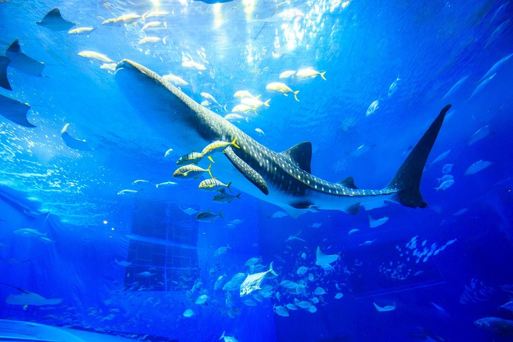 沖縄美ら海水族館【雨の日もおススメ】