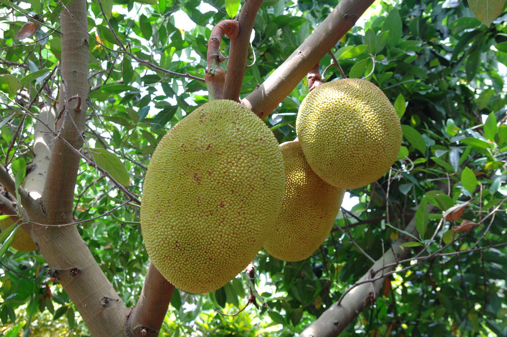 OKINAWAフルーツらんど