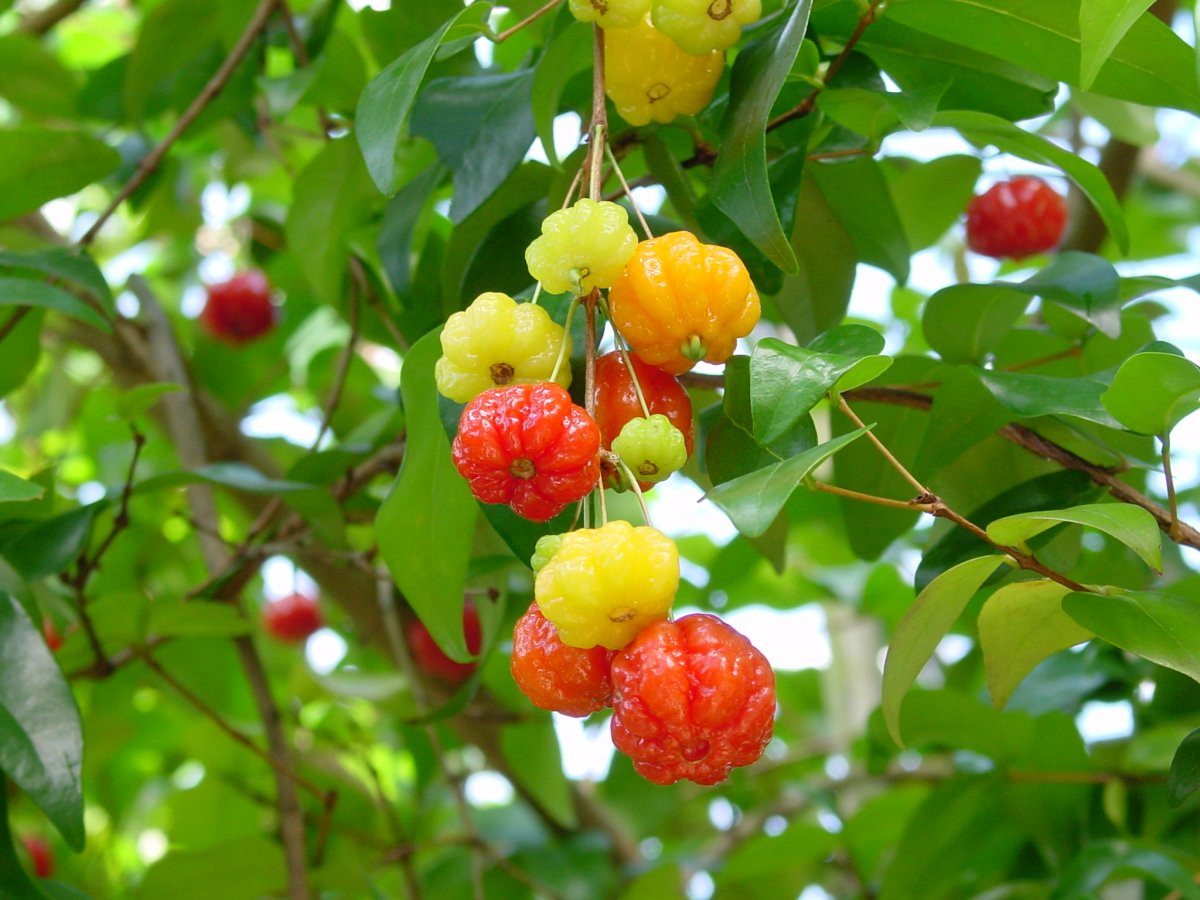 OKINAWAフルーツらんど