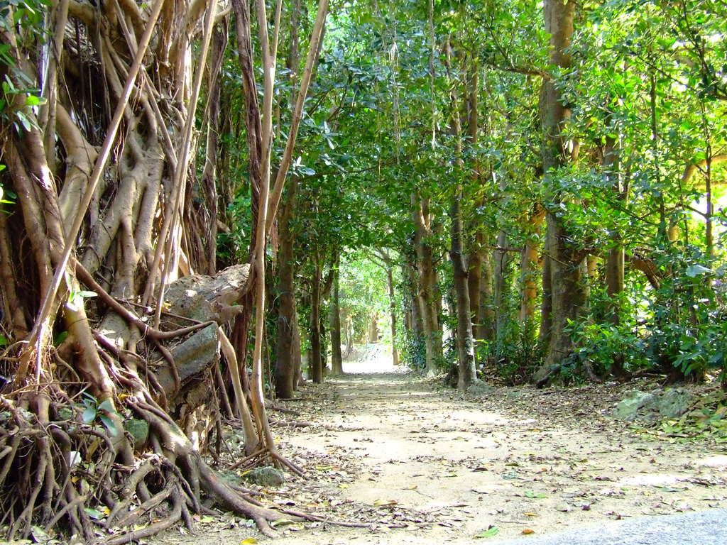 備瀬のフクギ並木