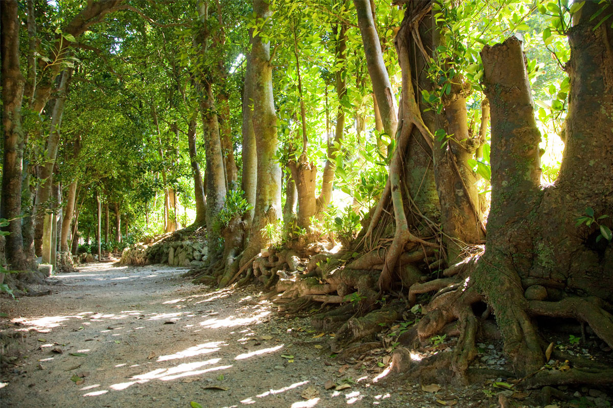 備瀬のフクギ並木