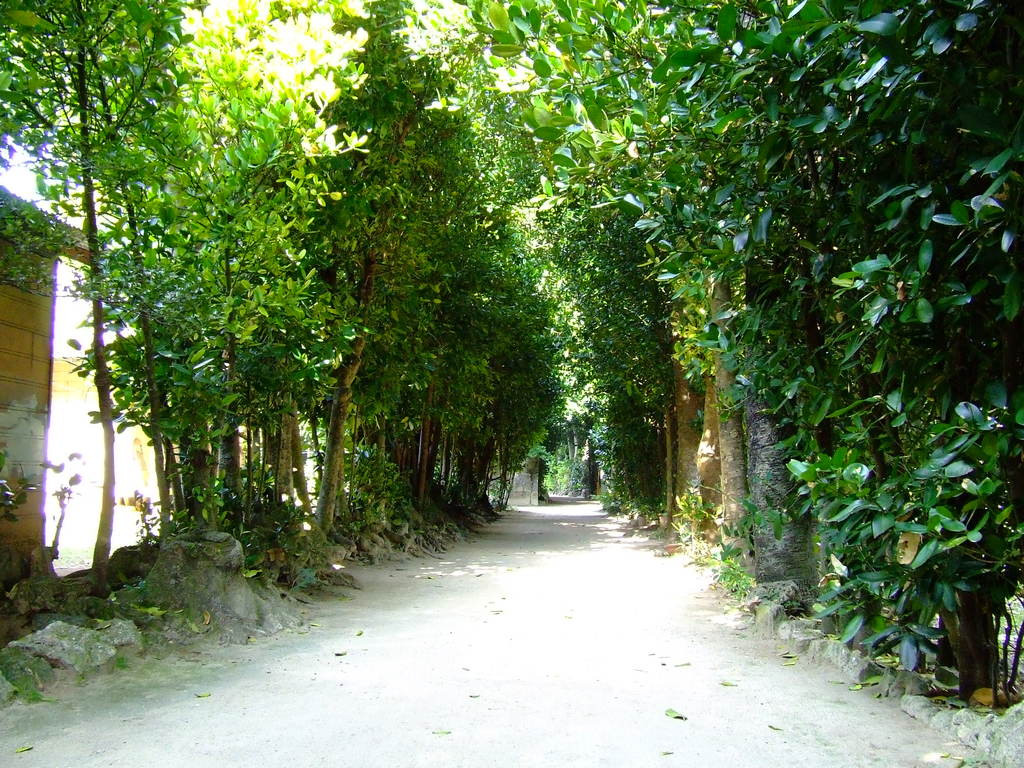 備瀬のフクギ並木