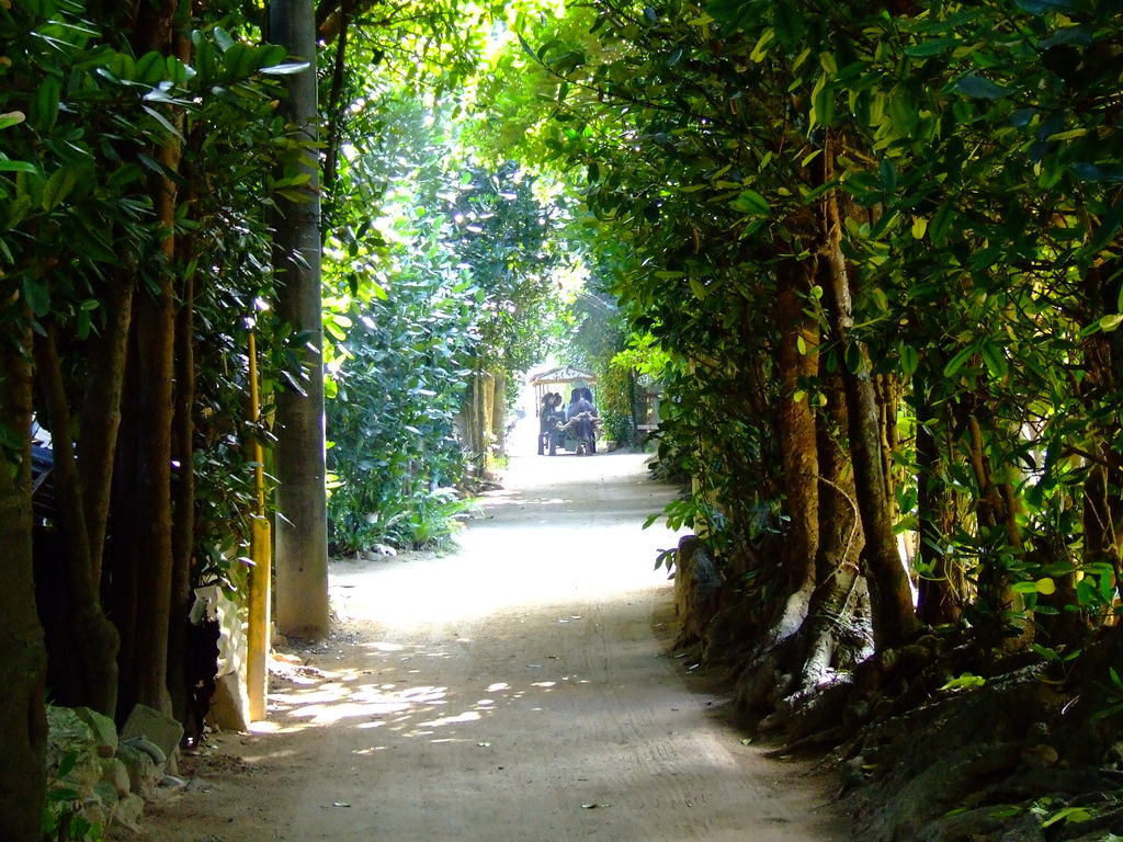 備瀬のフクギ並木