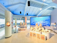 ミュージアム入口では世界最大の二枚貝「シャコガイ」がお出迎え。