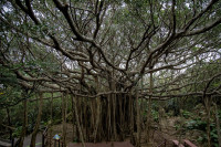 日本最大級のガジュマル「ウガンガジュマル」