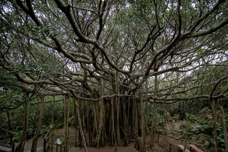 日本最大級のガジュマル「ウガンガジュマル」