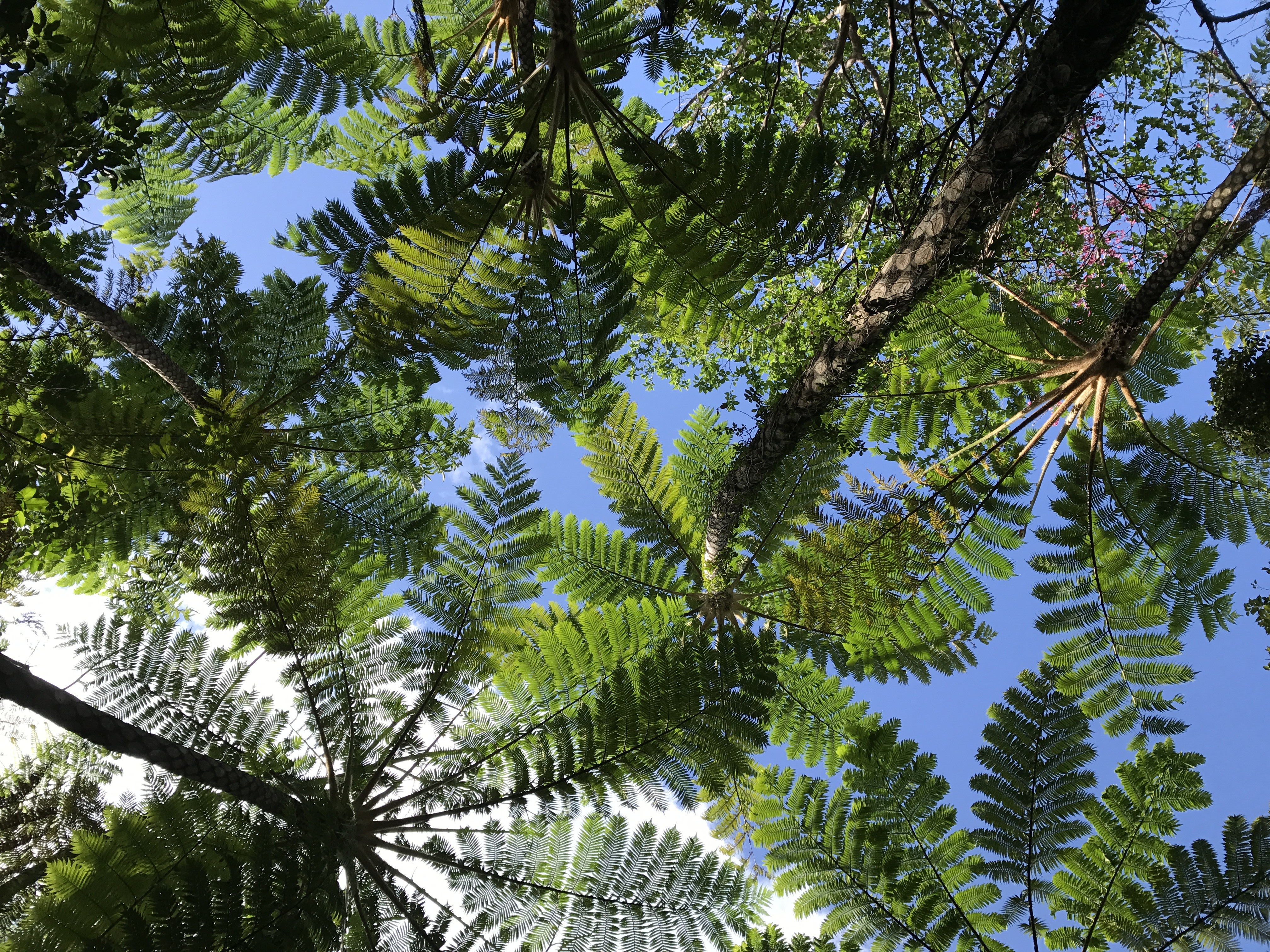 ホールアース自然学校沖縄校　がじゅまる自然学校