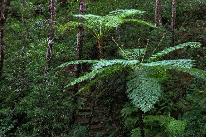 国頭村森林公園