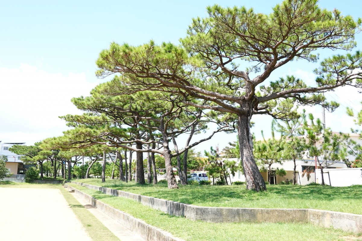 松田の馬場及び松並木(村指定史跡)