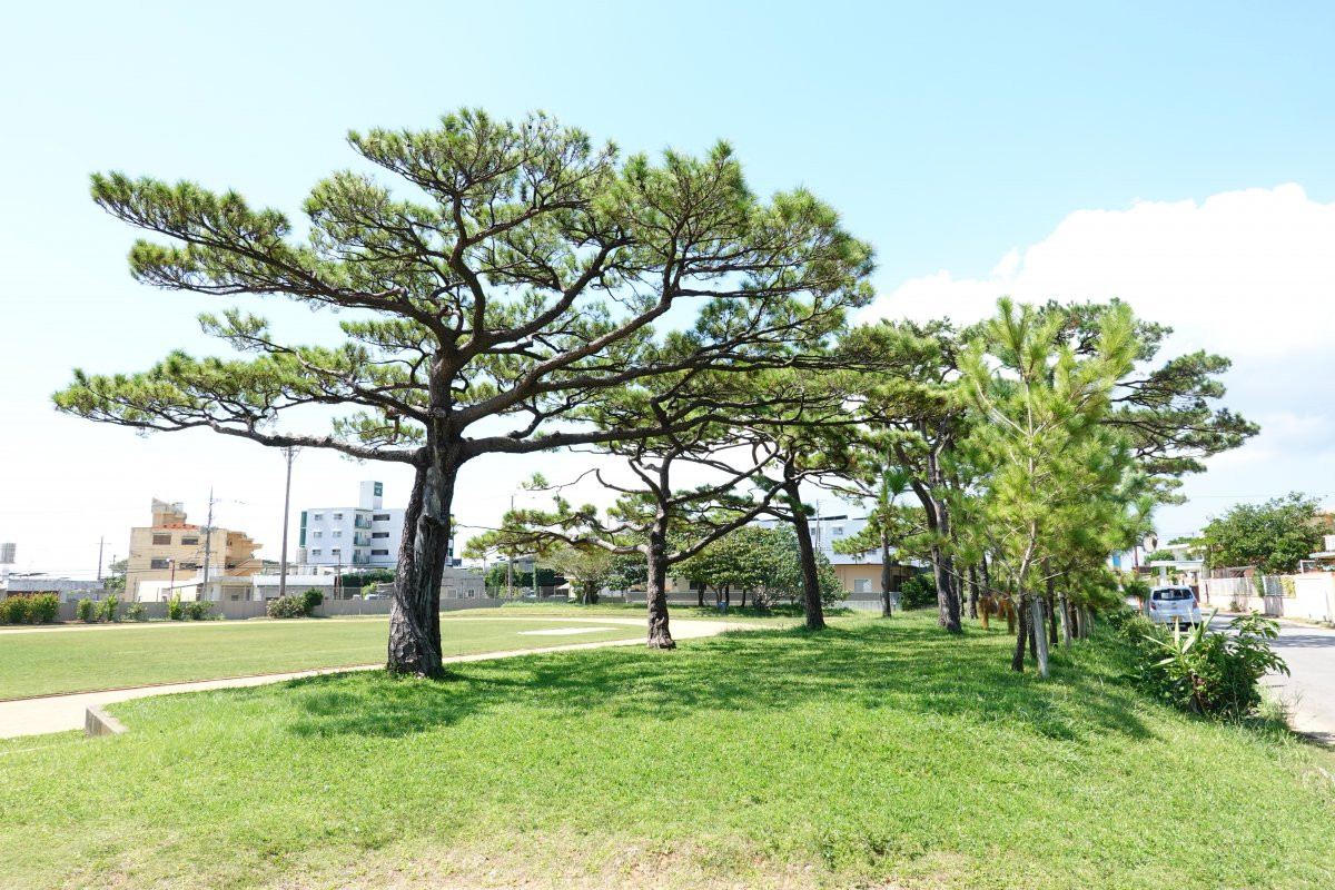松田の馬場及び松並木(村指定史跡)