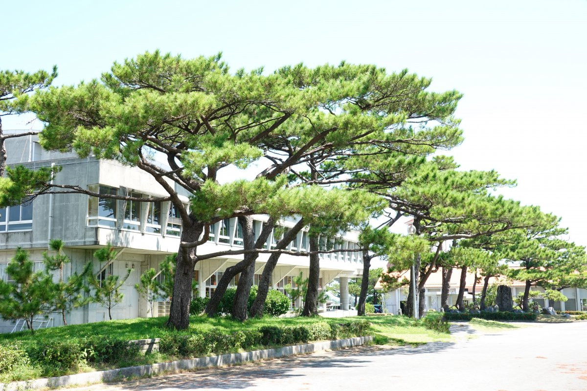 松田の馬場及び松並木(村指定史跡)