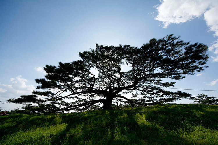 伊平屋島の念頭平松