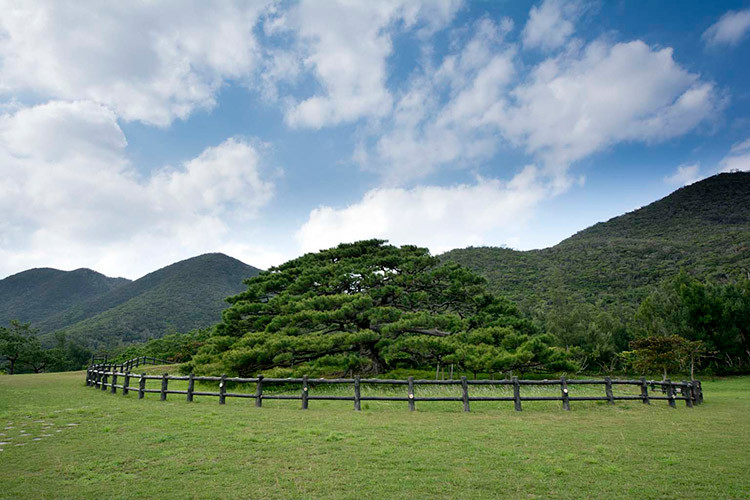伊平屋島の念頭平松