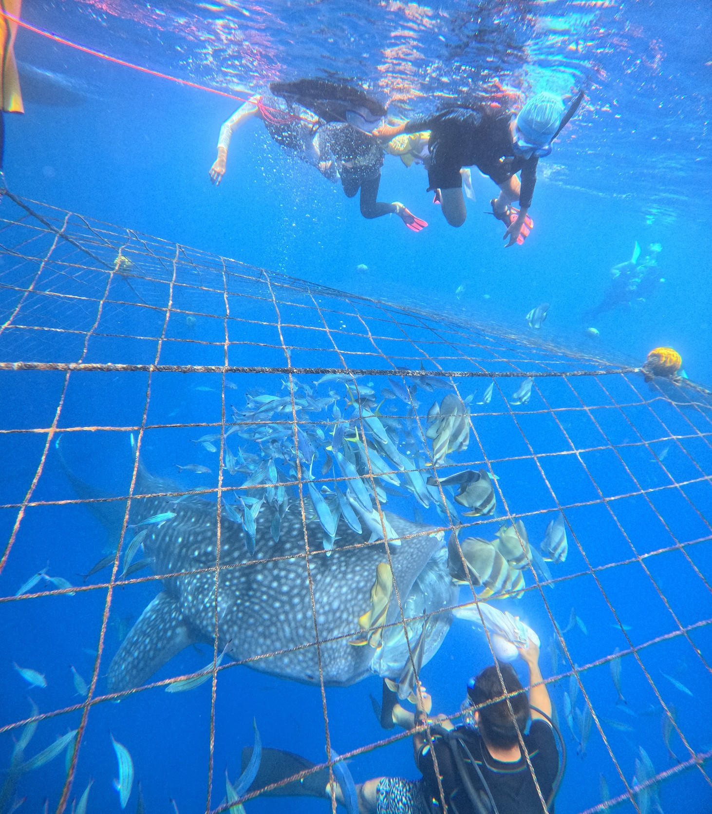 沖縄ダイビングサービス　あいる・ぷまんどぅ