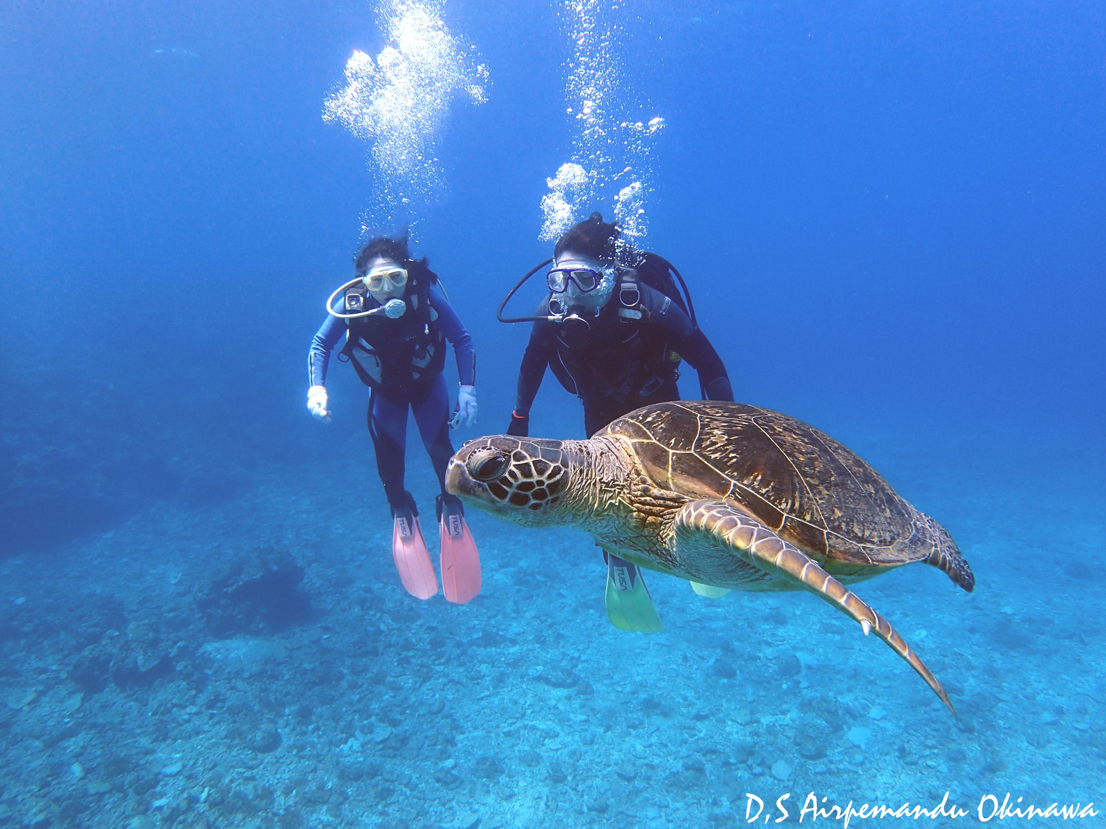 沖縄ダイビングサービス　あいる・ぷまんどぅ