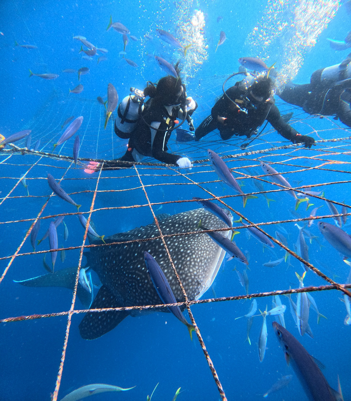 沖縄ダイビングサービス　あいる・ぷまんどぅ