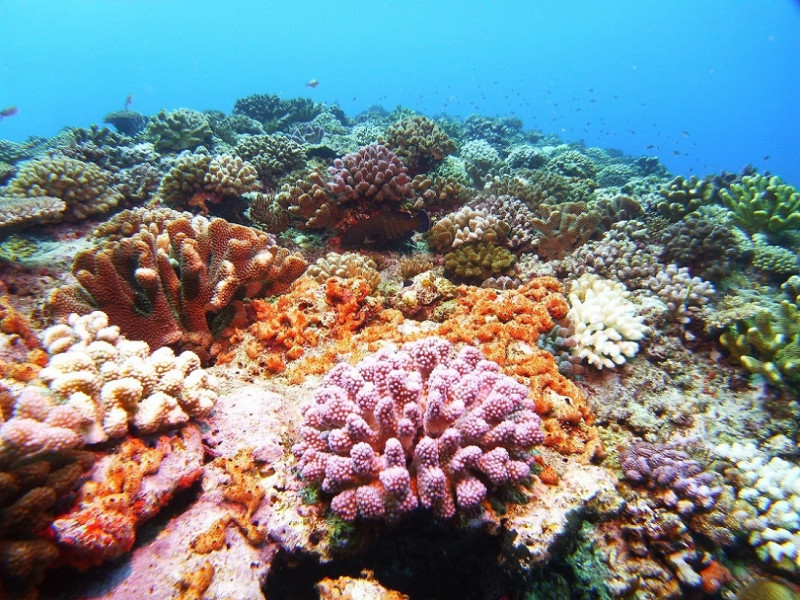 ケラマのサンゴ礁はカラフルで癒されます