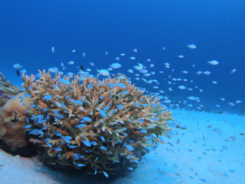 サンゴに住みついている熱帯魚を目の前で観察