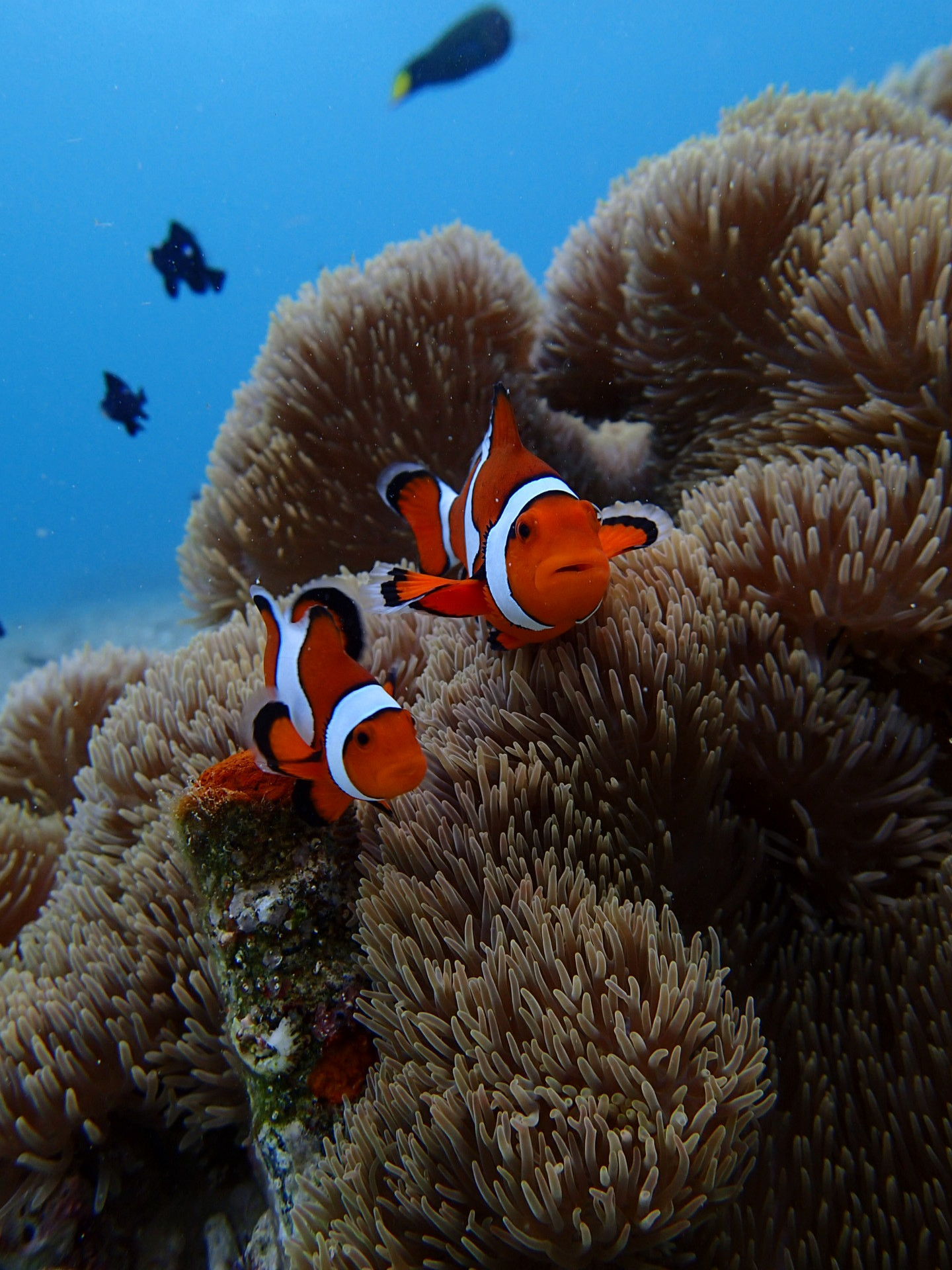 ダイビングショップDorD沖縄