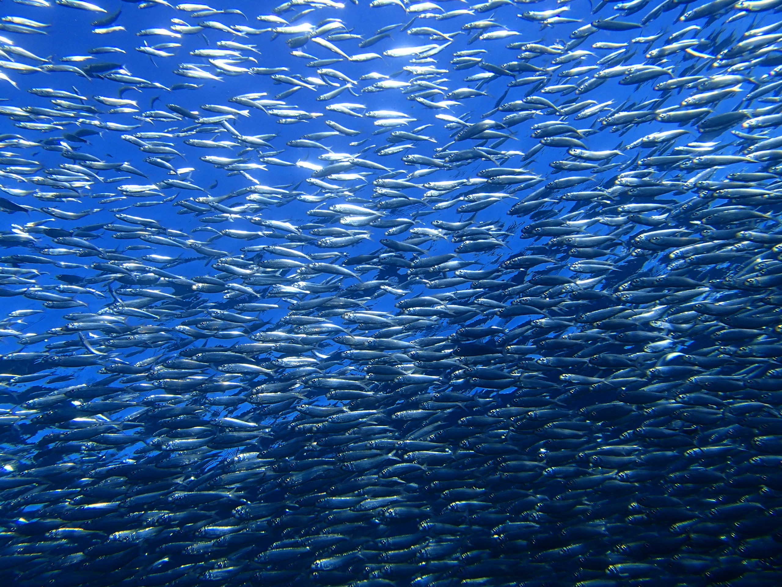 ダイビングショップDorD沖縄