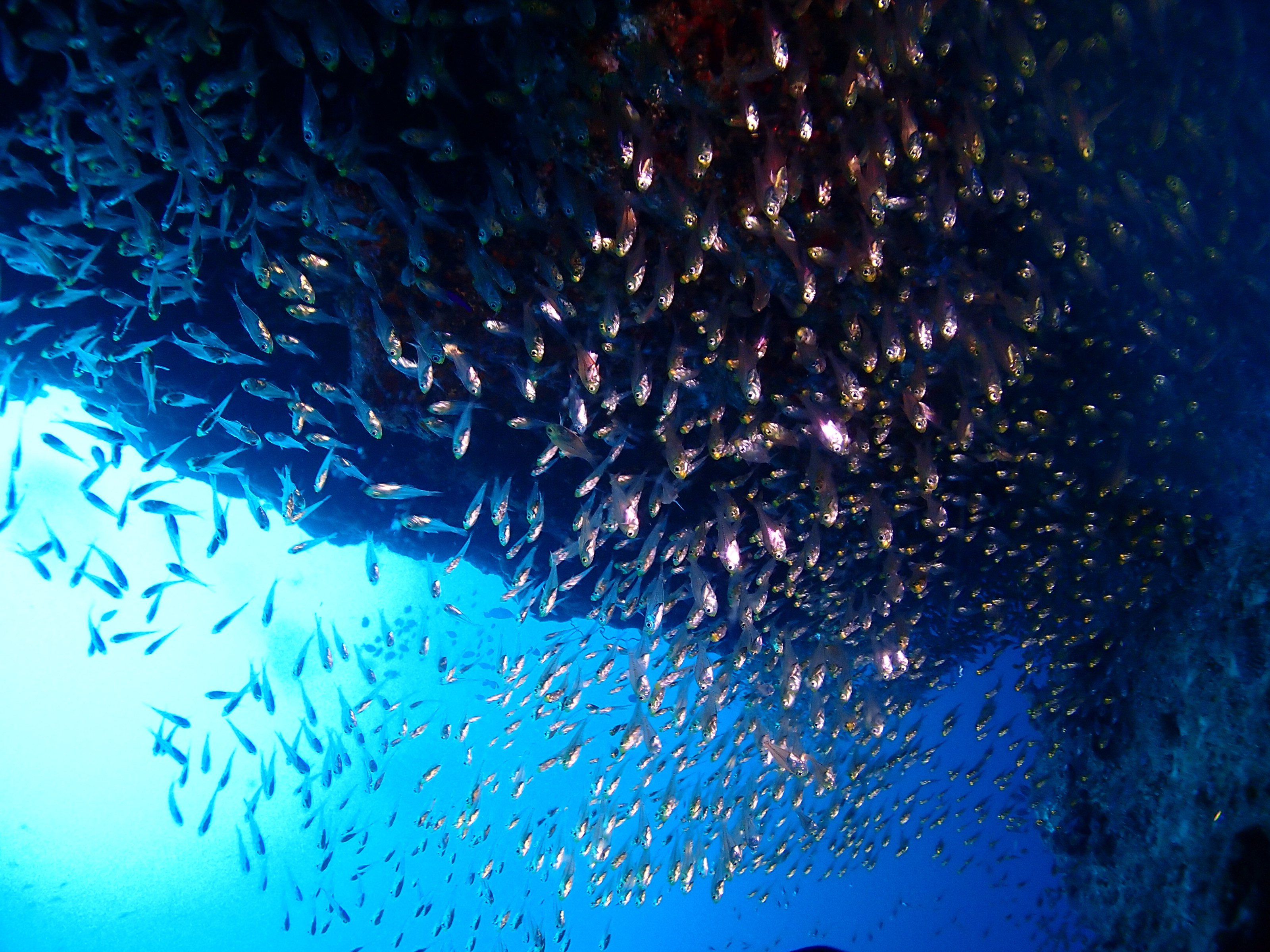 ダイビングショップDorD沖縄